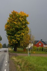 _W1H7954.JPG
