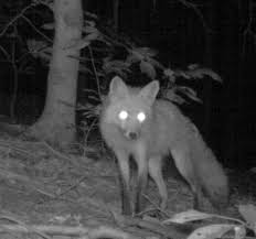 fox.jpg