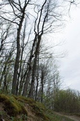 DSC_0552.jpg