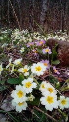 IMG-20170403-WA0029.jpg
