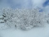 зимние красоты.JPG