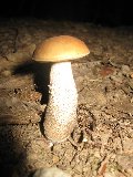 IMG_0124.jpg