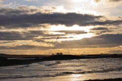 02.gif